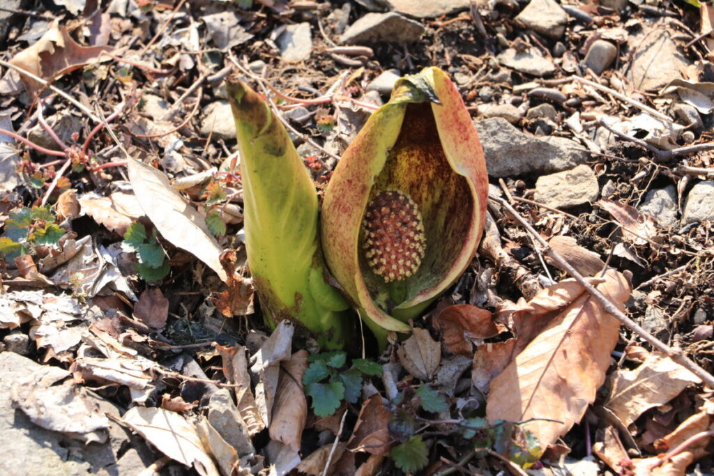 節分草園に咲くザゼンソウ