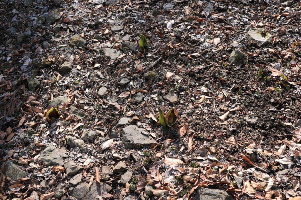 節分草園に点在するザゼンソウ