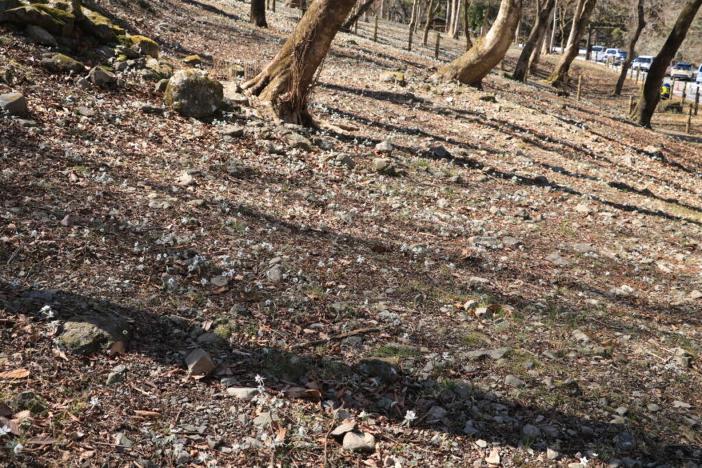 節分草が咲く節分草園の風景