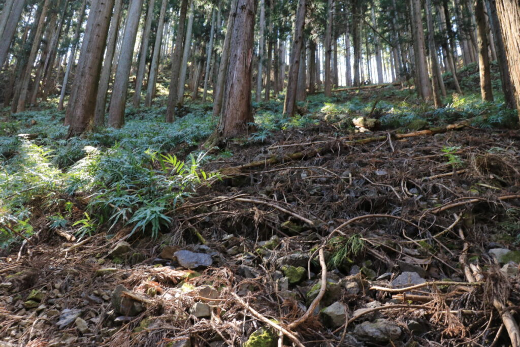 四阿屋山への登山道