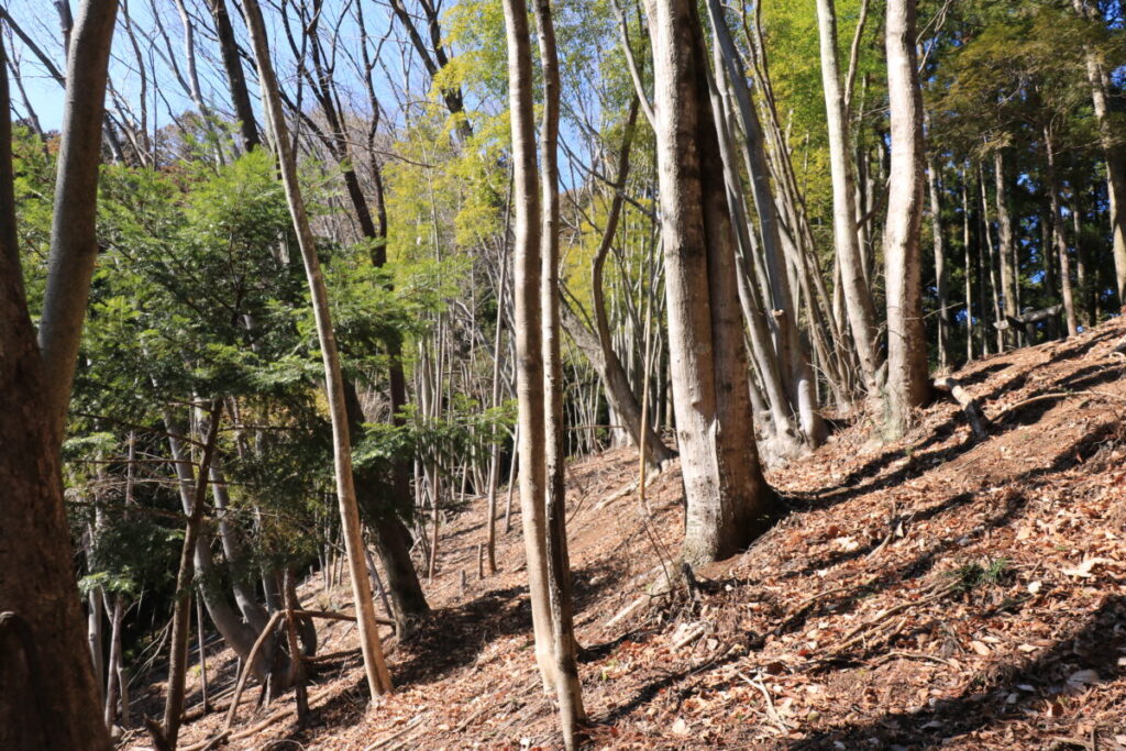 四阿屋山への登山道