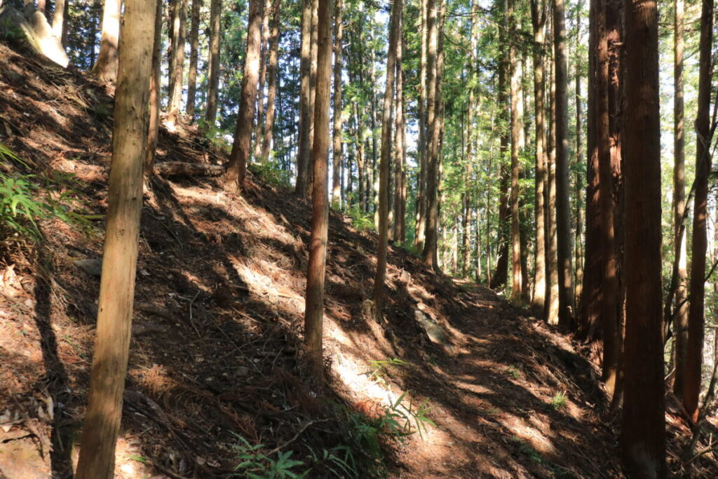 明るい登山道