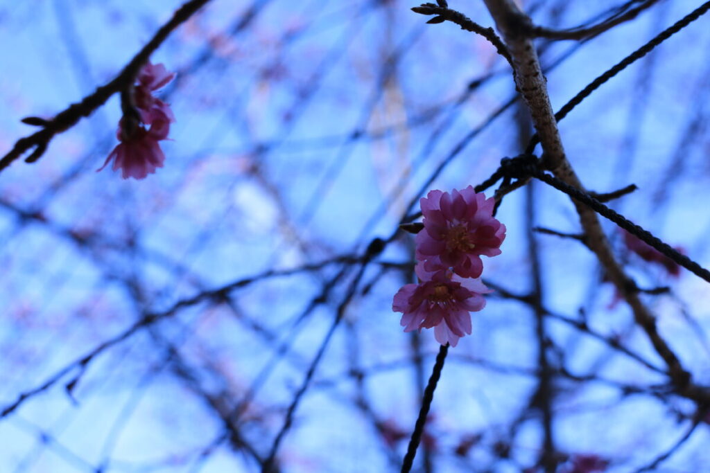 咲き始めていた桜