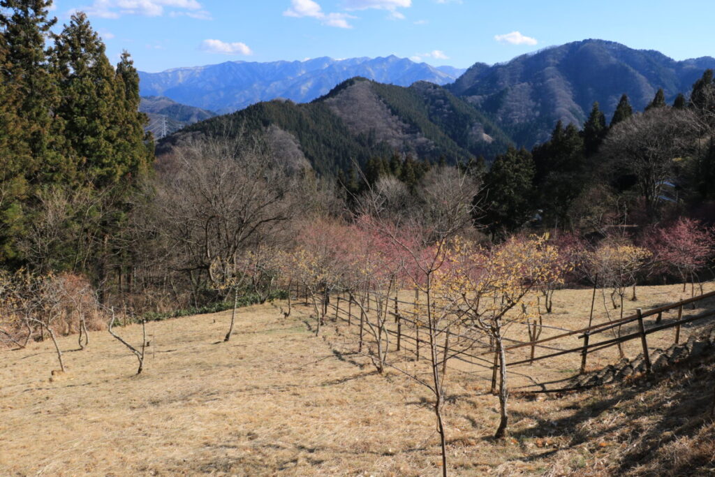 福寿草園と山々