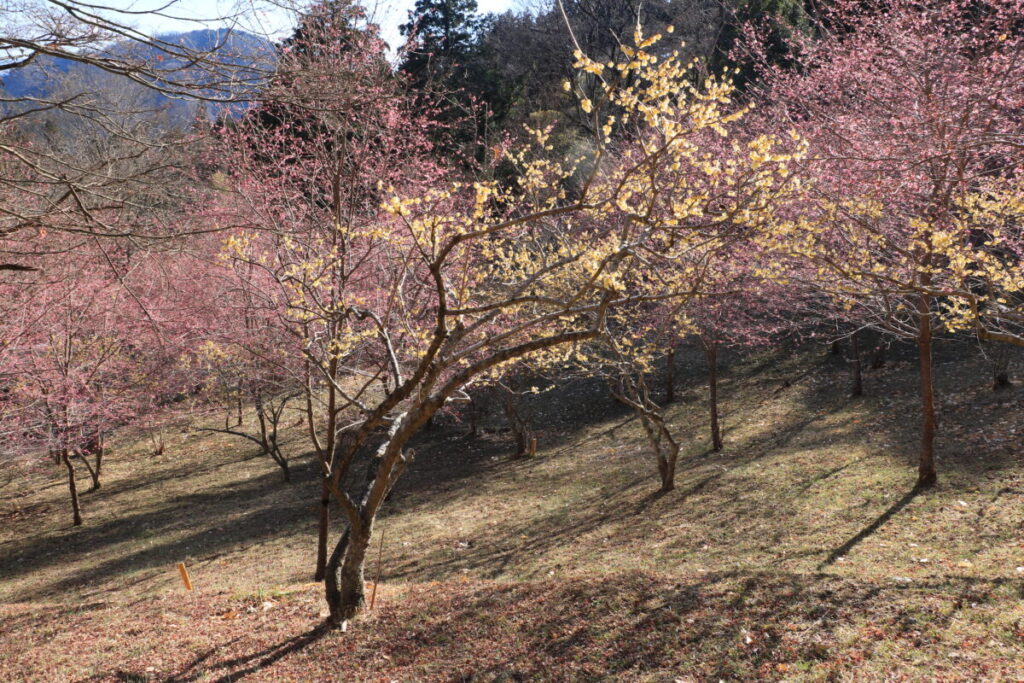 福寿草園のロウバイと桜