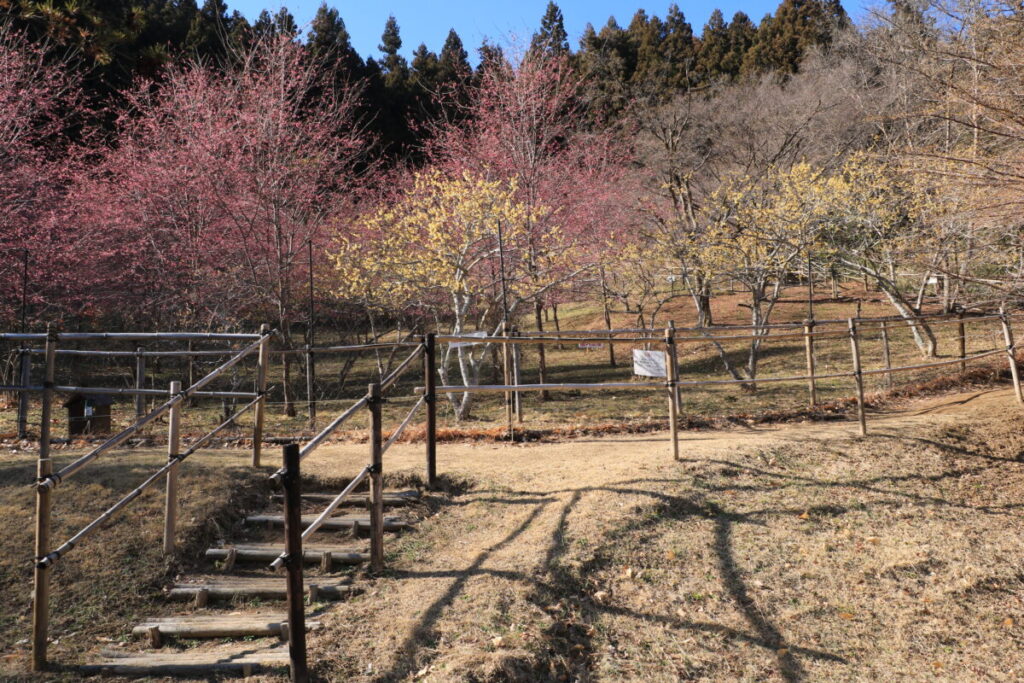 ロウバイと桜