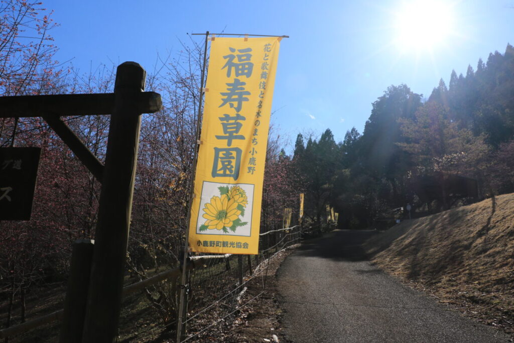 フクジュソウ園の登り旗