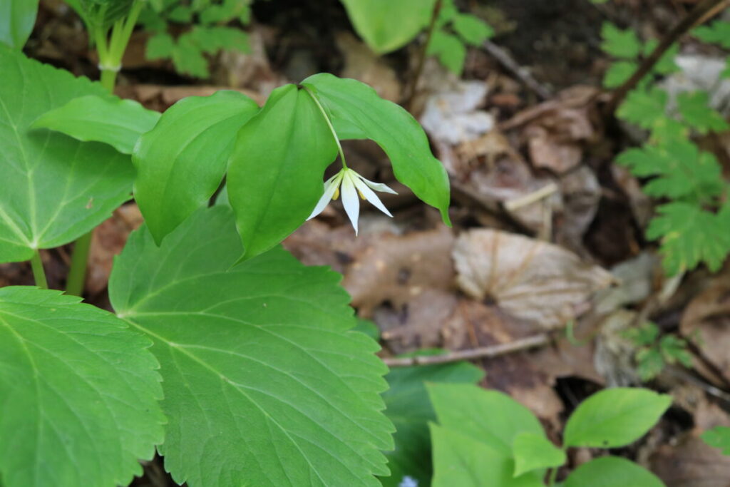 チゴユリの花