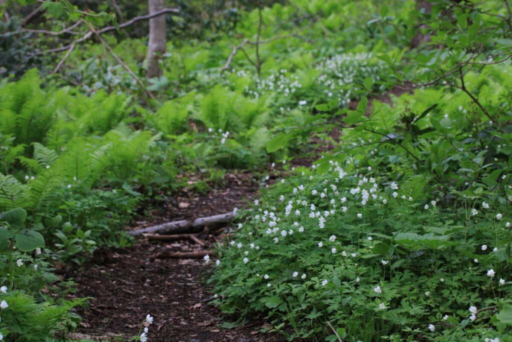 登山道脇に広がるニリンソウ