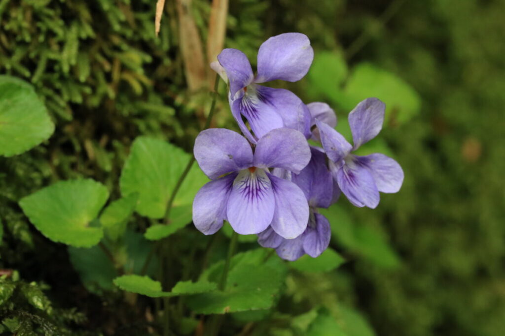 苔に咲くスミレ