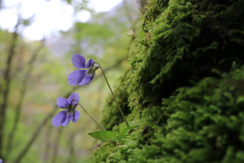 苔に咲き、光が透けるスミレ