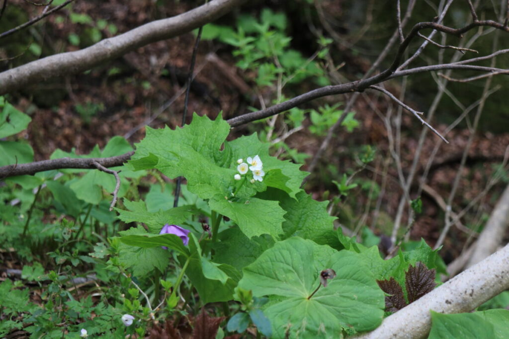 遠くに見えるサンカヨウの花