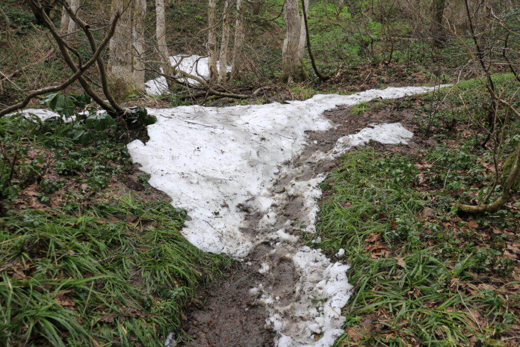 雪の残る登山道